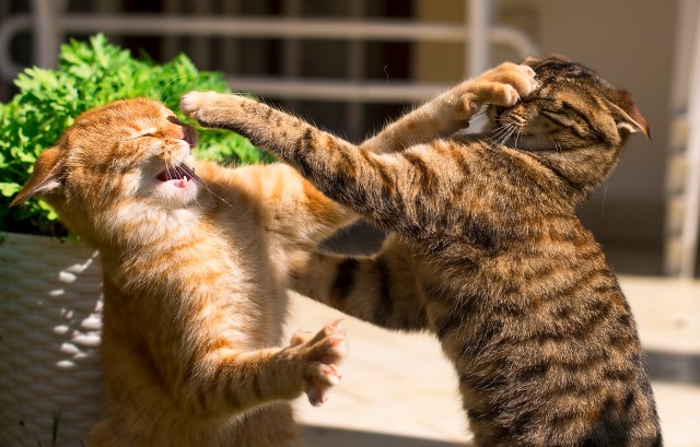 ケンカする猫