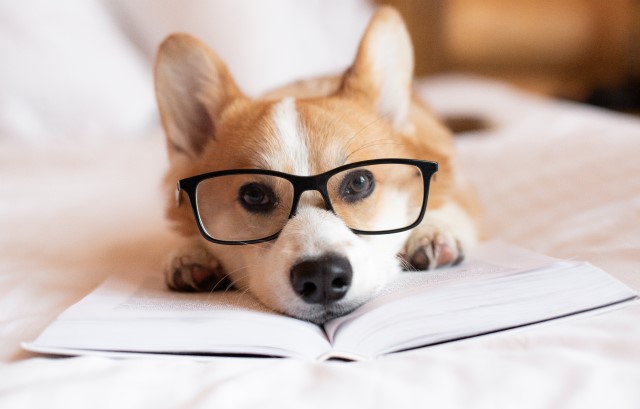 眼鏡をかけた犬