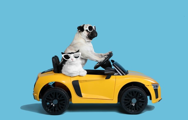 犬と猫がおもちゃの車に乗っている様子