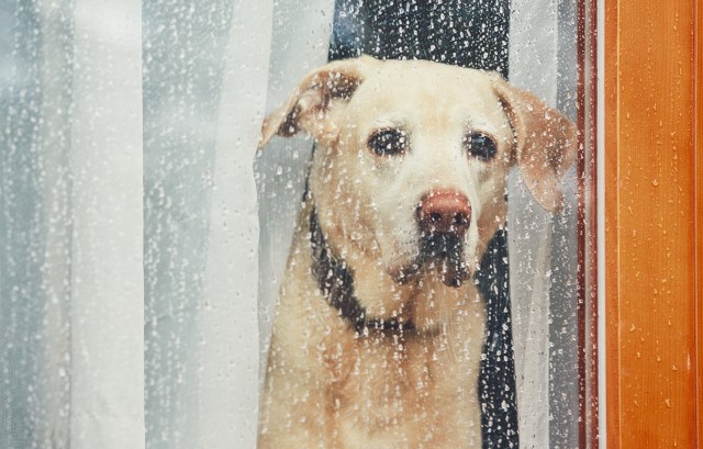 雨を窓越しに見る犬
