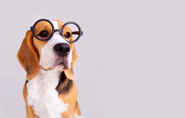 眼鏡をかけた犬