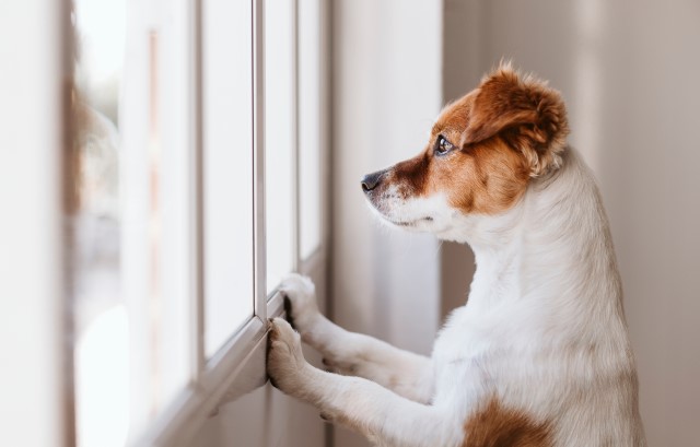 不安そうに外を見る犬