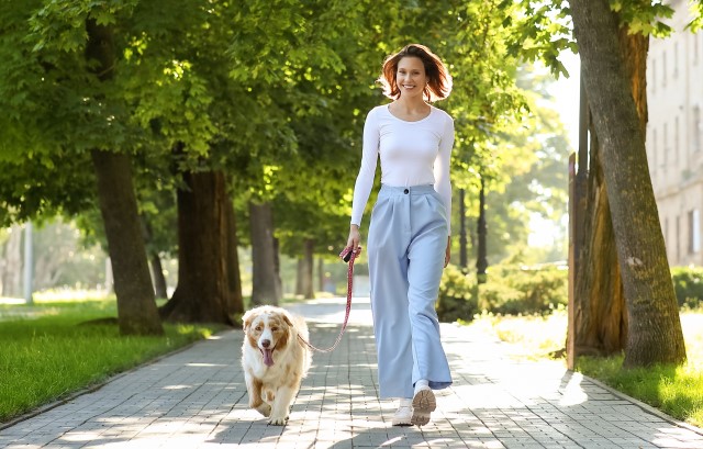 晴れた日に散歩する犬と飼い主の女性