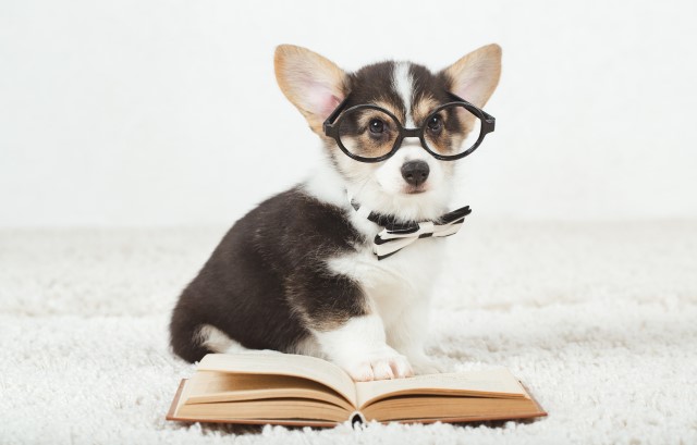 眼鏡をかけた犬