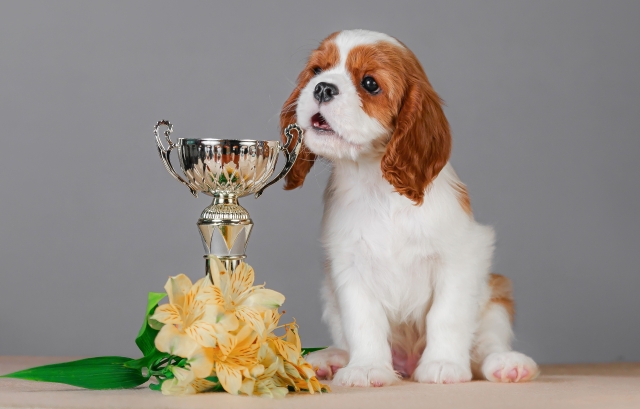 トロフィーと花と犬