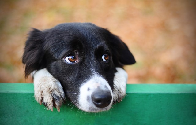 気になっている犬