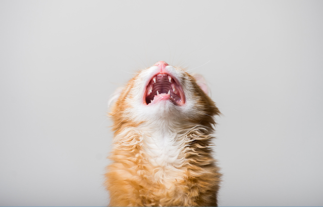 怒る猫