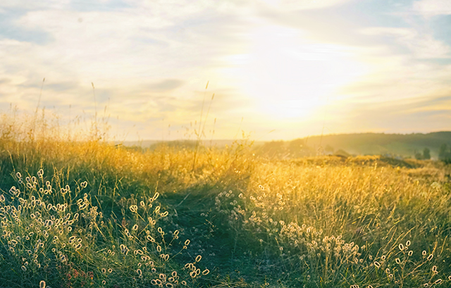 朝日が登る草原
