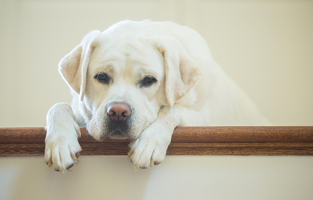 気を悪くした犬