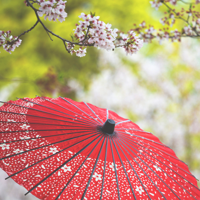 桜と和傘