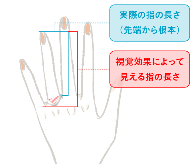 実際の指の長さ（先端から根本）と視覚効果によって見える指の長さの比較