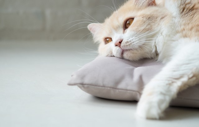 横になる猫
