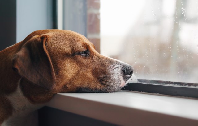 思い悩んでいる犬