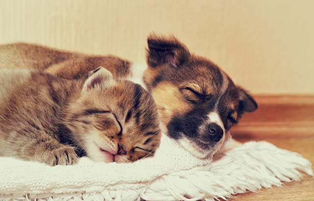 リラックスして眠る猫と犬