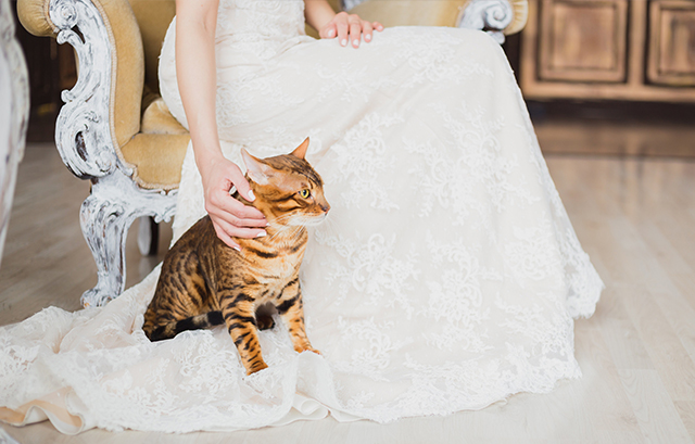 猫と花嫁