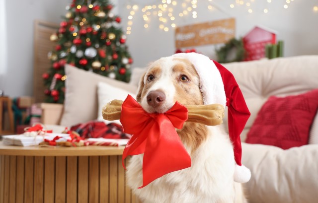 クリスマスの装飾とプレゼントをくわえた犬