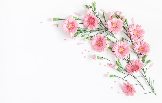 ピンクのガーベラ