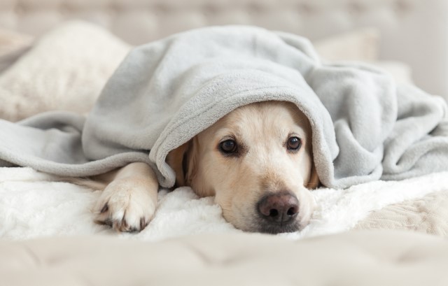 毛布をかぶる犬