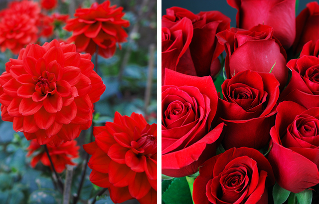 赤いダリアと赤いバラ