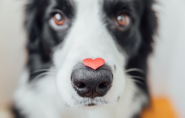 ハートマークを鼻にのせた犬