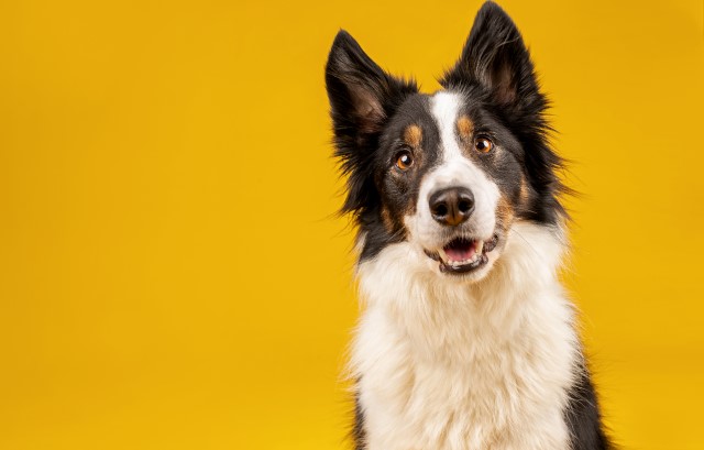 明るい笑顔の犬