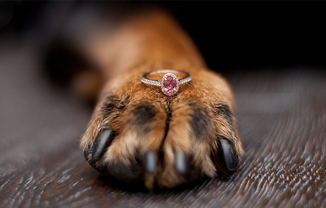 イヌの足の甲に置かれた指輪