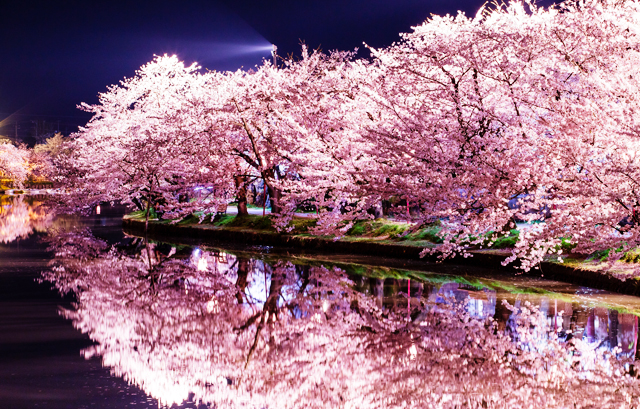 水面に映るライトアップされた夜桜