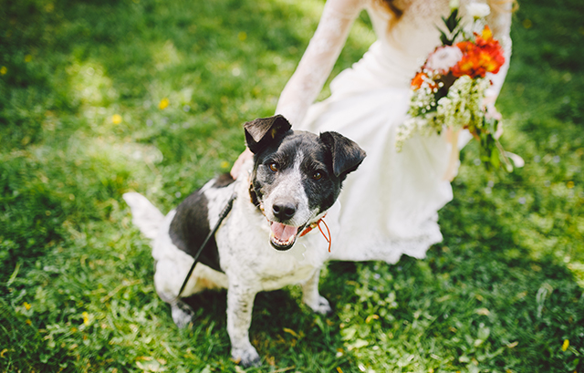 結婚式の衣裳で愛犬との写真