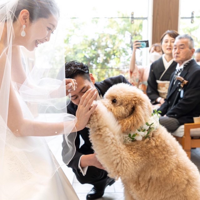 リングドッグと触れ合う新郎新婦