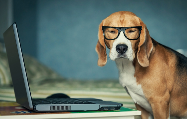 調べる犬