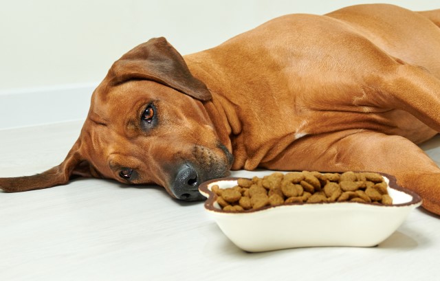 お腹いっぱいの犬