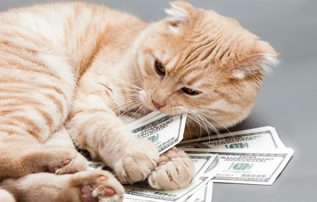 紙幣に抱きつくネコ