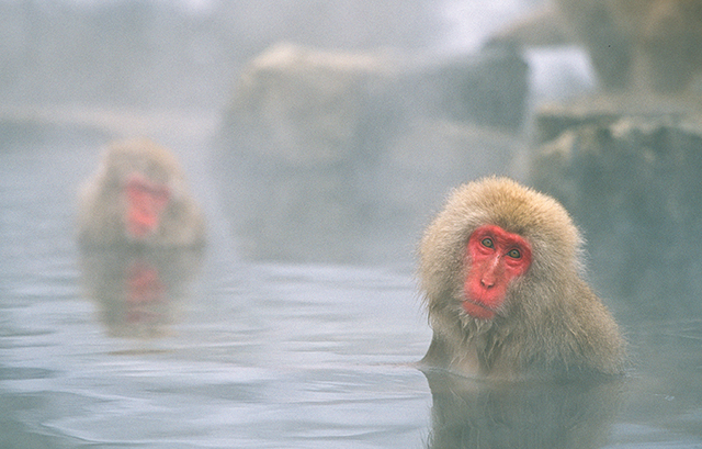 温泉に入っている猿