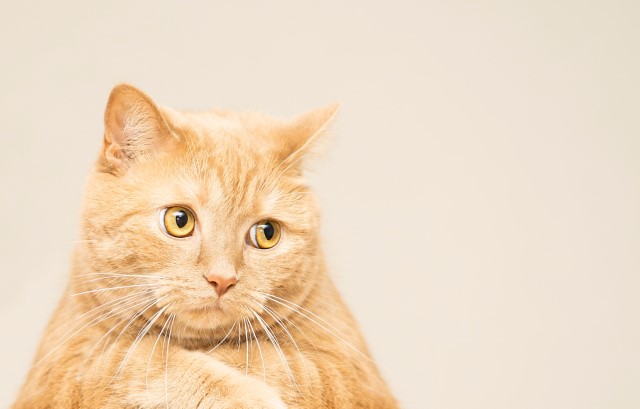 気まずそうな猫