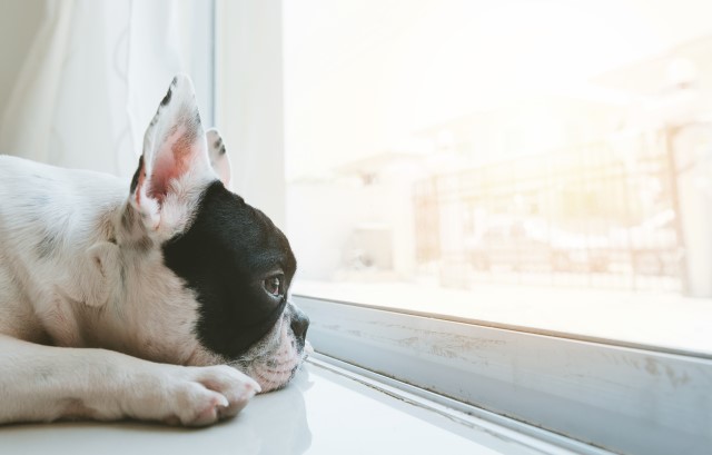 寂しそうな犬