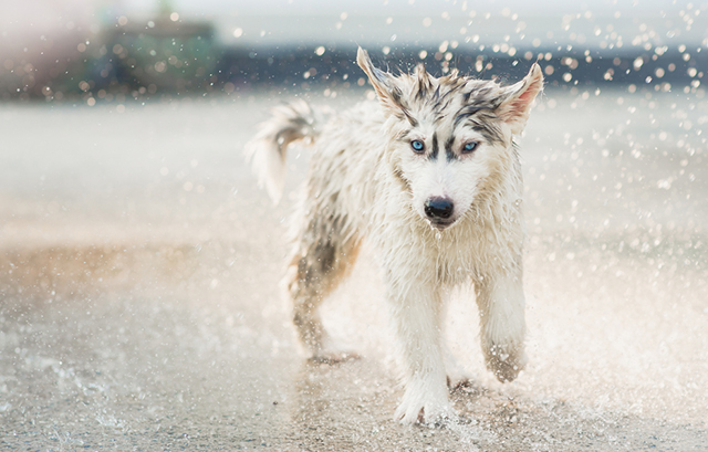 雨に打たれながら走るイヌ