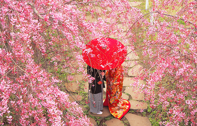 桜の名所で和装の前撮り