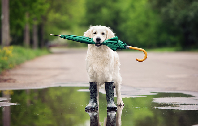 雨傘を持った犬