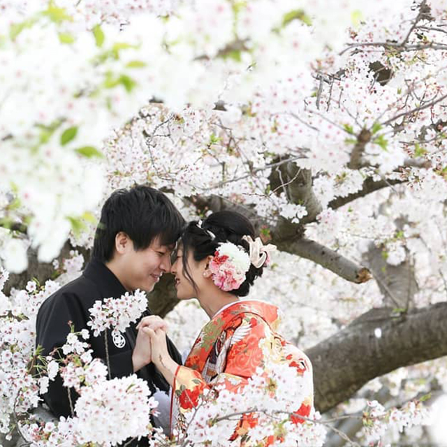 桜満開な中での前撮り撮影