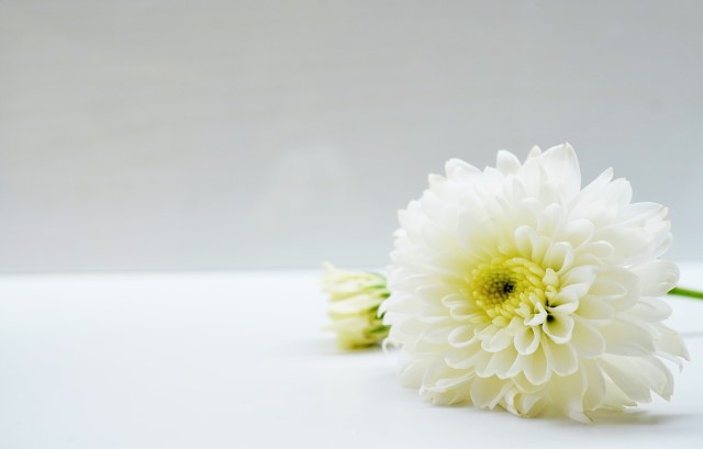 白い菊