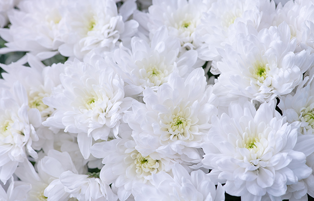 菊