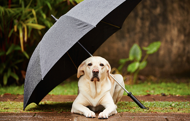 傘の下で雨宿りする犬