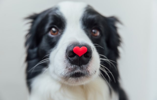 ハートマークを鼻につけた犬