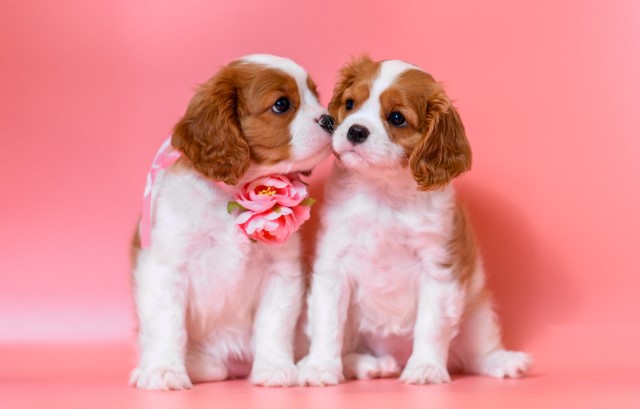 二匹の犬
