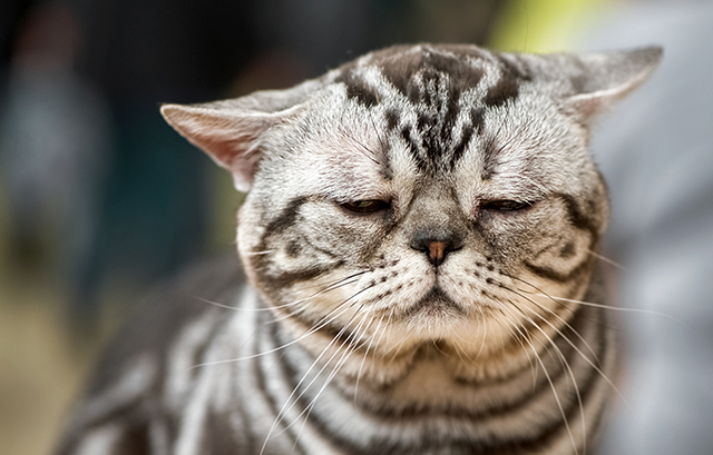 がっかりする猫