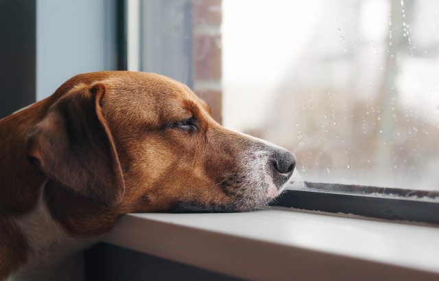 悲しげな犬