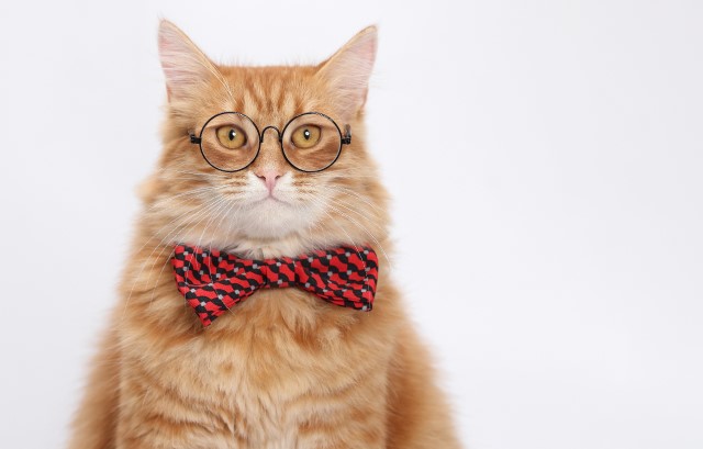 メガネをかけた猫