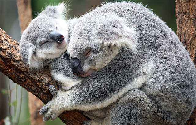 寝ている2匹のコアラ