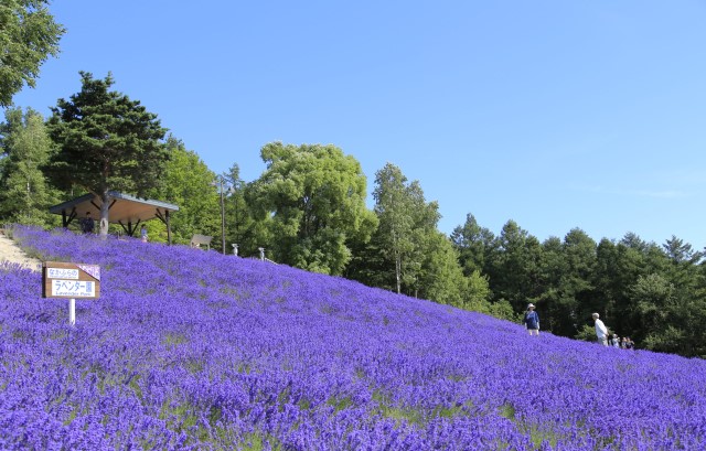 ラベンダー畑