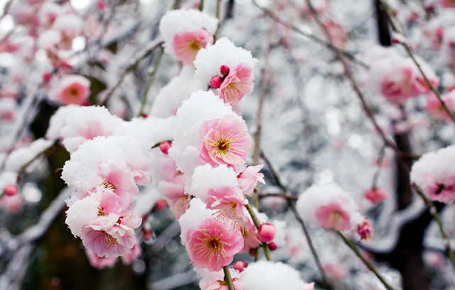 雪が積もる桃の花